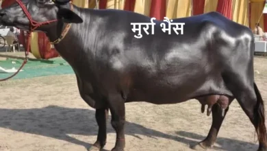 ऐसी कौनसी भैंस है जो की रोजाना देती है 20 से 30 लीटर दूध, ऐसी भैस की कीमत क्या हो सकती है जानिए?