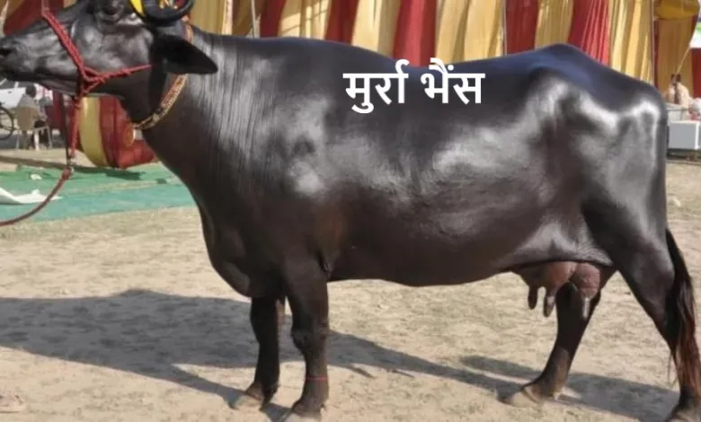 ऐसी कौनसी भैंस है जो की रोजाना देती है 20 से 30 लीटर दूध, ऐसी भैस की कीमत क्या हो सकती है जानिए?