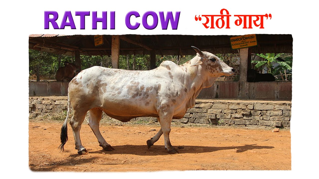 Rathi breed cow