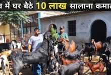  इस कमाल की बकरी को लाए घर बना देगी आपको मालामाल