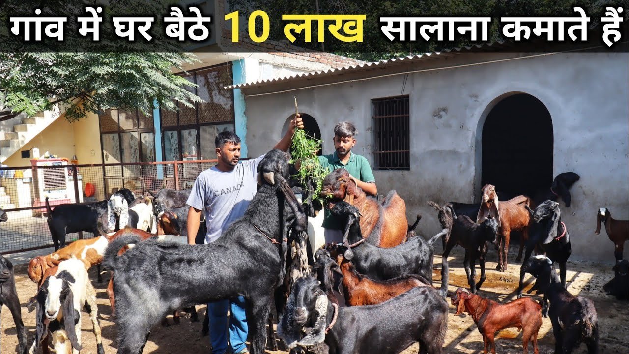 इस कमाल की बकरी को लाए घर बना देगी आपको मालामाल