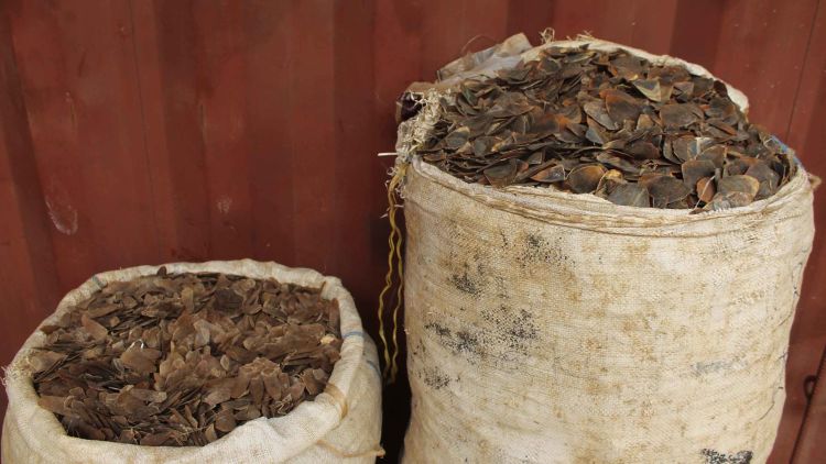 Pangolin smuggling: दुर्लभ वन्यप्राणी पेंगोलिन की तस्करी में शामिल एक वर्ष से फरार आरोपी गिरफ्तार