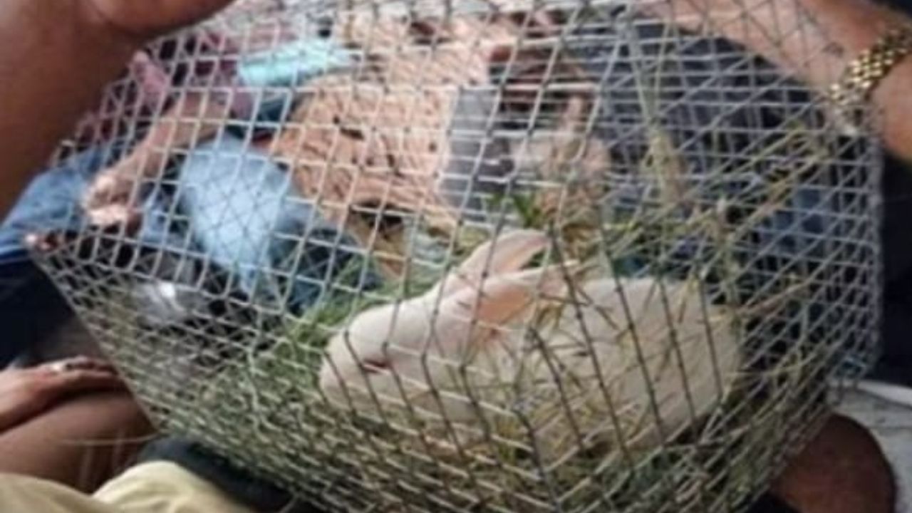 rabbit in bus barelly