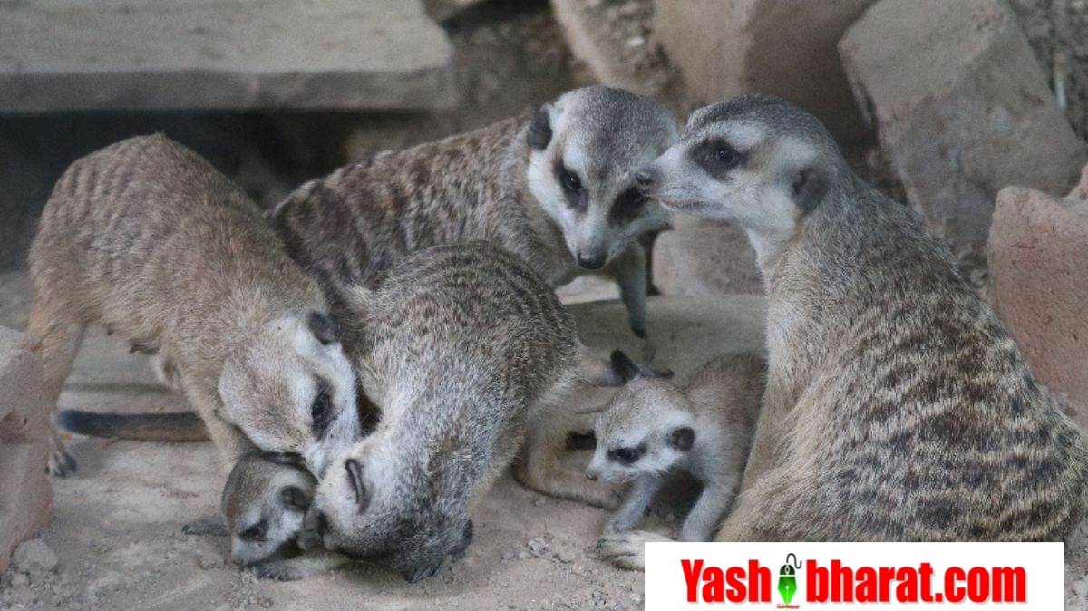13 07 2024 meerkat in indore zoo 2024713 11415