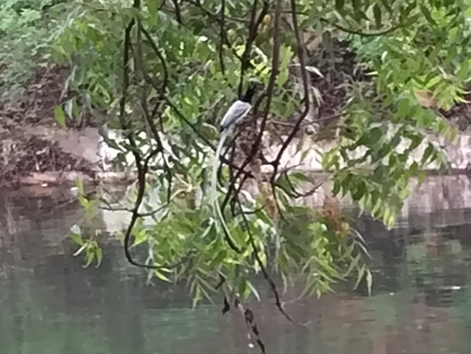 IMG 20240715 WA0016 1