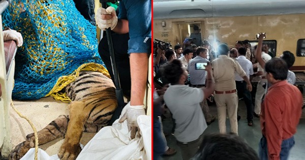 Tiger Rescue Special Train: महाप्रबंधक के निर्देश पर 'टाइगर रेस्क्यू स्पेशल ट्रेन' ने रचा इतिहास