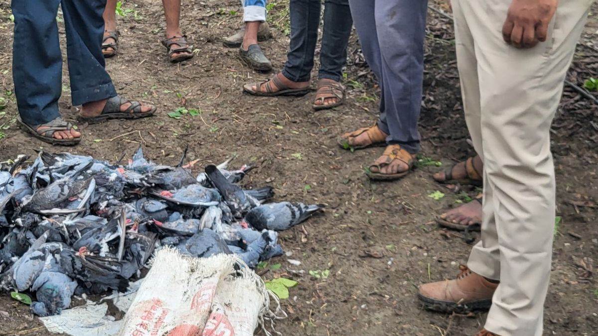 11 08 2024 kabootar 1