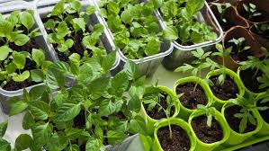 क्या आप भी गार्डनिंग कर अपने घर को सजाना चाहती है तो इन छोटे और सस्ते पौधों को लाकर अपने घर को और भी सुंदर बनाएं 22 15