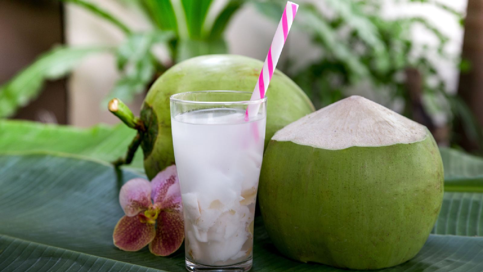 coconut water 3