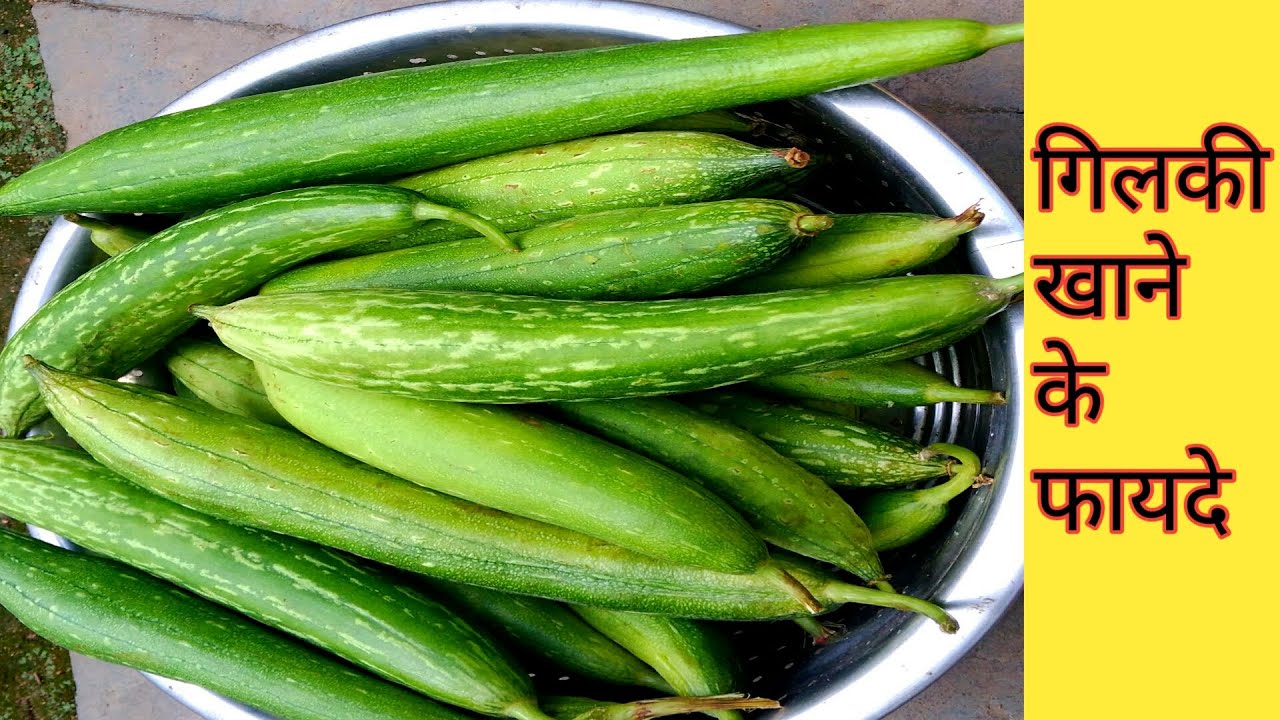 gilki khane ke fayde