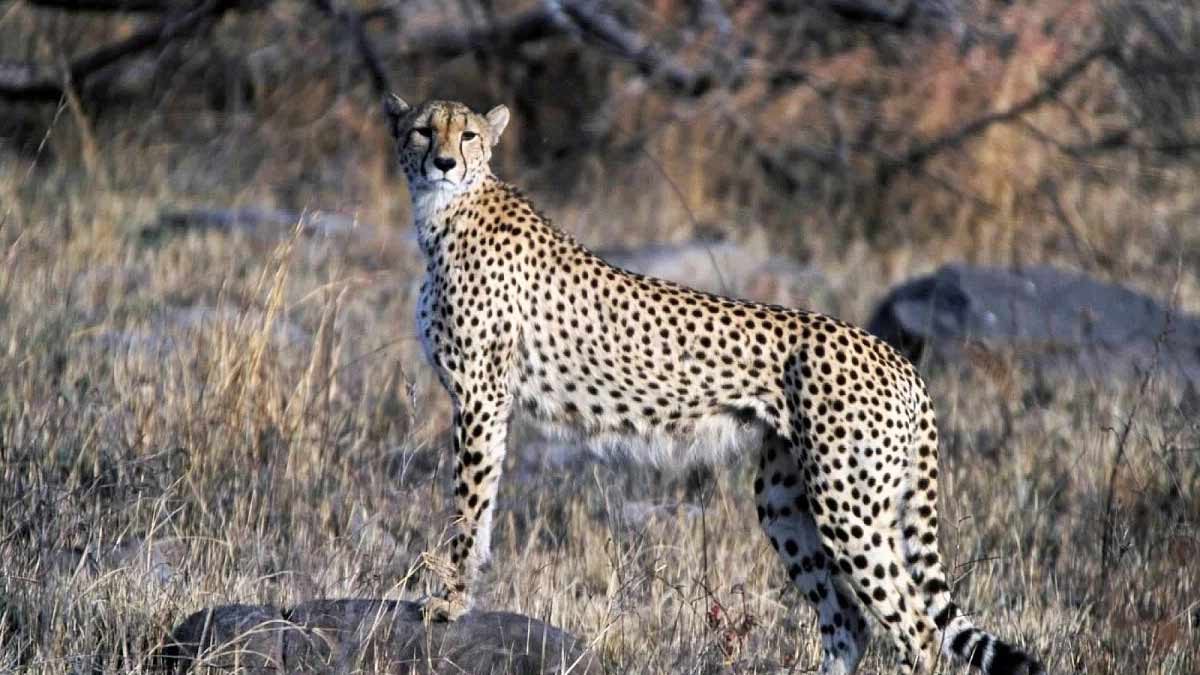 kuno national park ticket and time mp