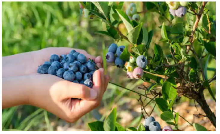ब्लूबेरी की खेती से होगी बंपर कमाई, कम समय में बन जायेंगे करोड़पति, देखे जानकारी 22 ब्लूबेरी की खेती