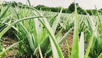 Aloe Vera Farming