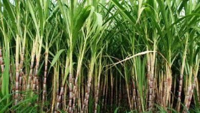 Sugarcane Varieties
