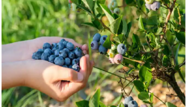 ब्लूबेरी की खेती