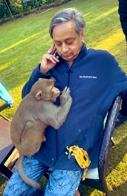Shashi Tharoor: बंदर ने सांसद थरूर को गले लगाया और फिर उनकी छाती पर सिर रखकर सो गया