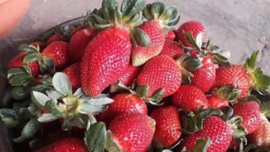 सिल्वर बेरी की खेती