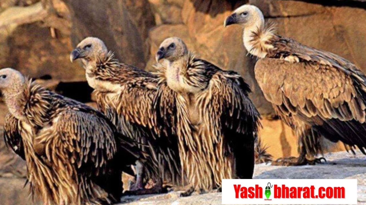गिद्धों को बचाने के लिए बड़ा कदम: केंद्र सरकार ने डाइक्लोफेनाक पर लगाया बैन 22 vultures