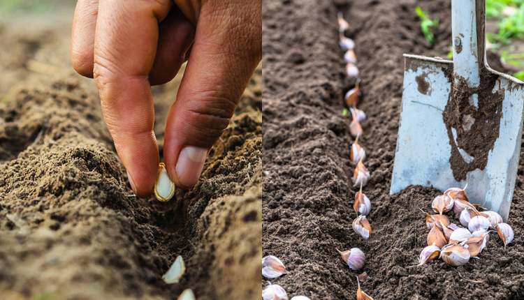 Nursery preparation for vegetables