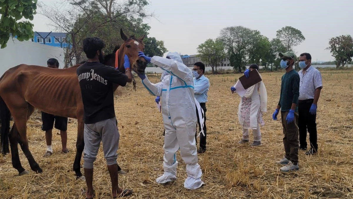 24 05 2025 glanders disease horses death 2025524 91352