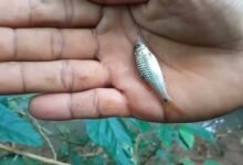 नि‍गल ली थी जिंदा मछली,जब फंसी तो हुआ कुछ ऐसा