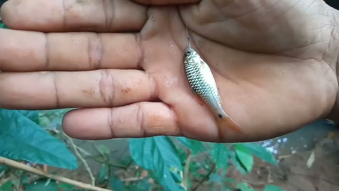 नि‍गल ली थी जिंदा मछली,जब फंसी तो हुआ कुछ ऐसा