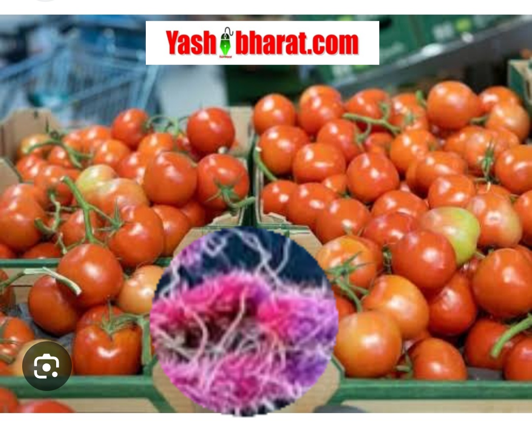 टमाटर बना ज़हर: 6,150 करोड़ के कारोबार पर मंडरा रहा मौत का खतरा, सचमुच जानलेवा है ये सब्ज़ी?