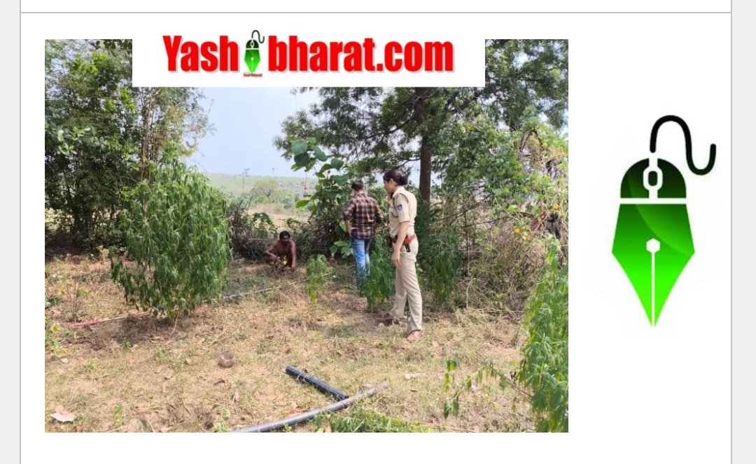 Ganja: गाँव से दूर बाड़ी में उगा रहा था गाँजा, थाना रीठीं पुलिस ने दबिश देकर आरोपी को किया गिरफ्तार 1 Screenshot 20250610 140932 Chrome