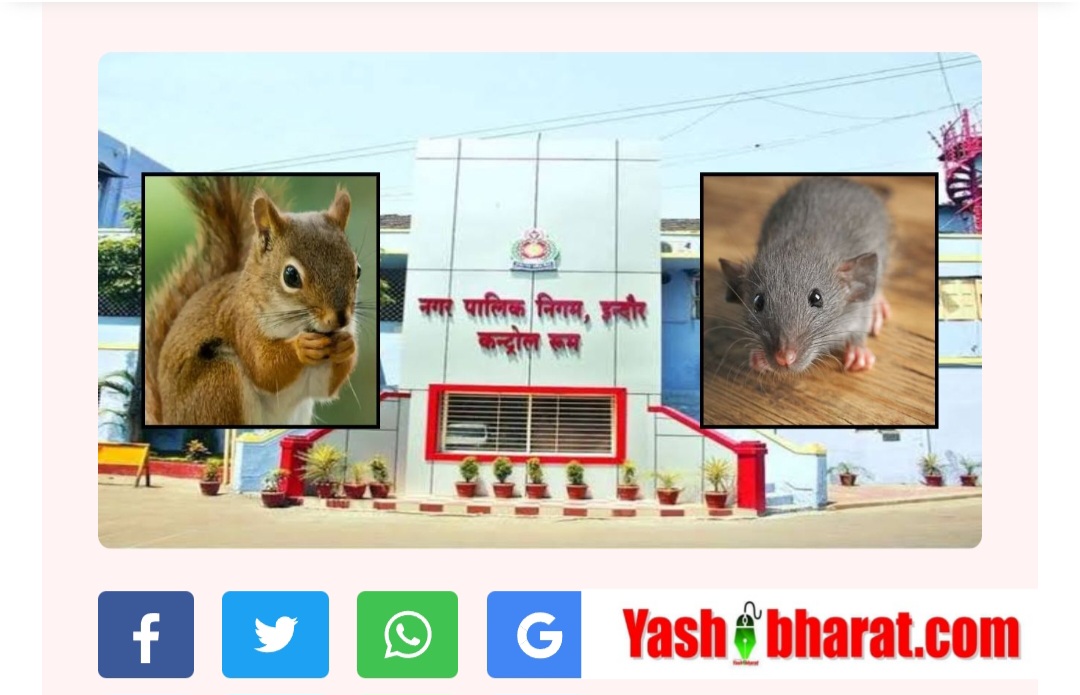 IT विभाग में लगी आग का दोष चूहों और गिलहरियों पर, MP नगर निगम की जांच रिपोर्ट हैरतअंगेज़