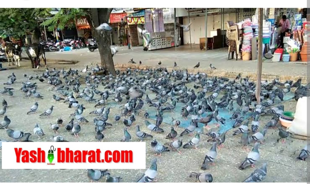 बॉम्बे हाई कोर्ट के आदेश पर मुंबई में कबूतरों को दाना खिलाने पर हुई पहली FIR दर्ज 22 Screenshot 20250802 140750 Chrome