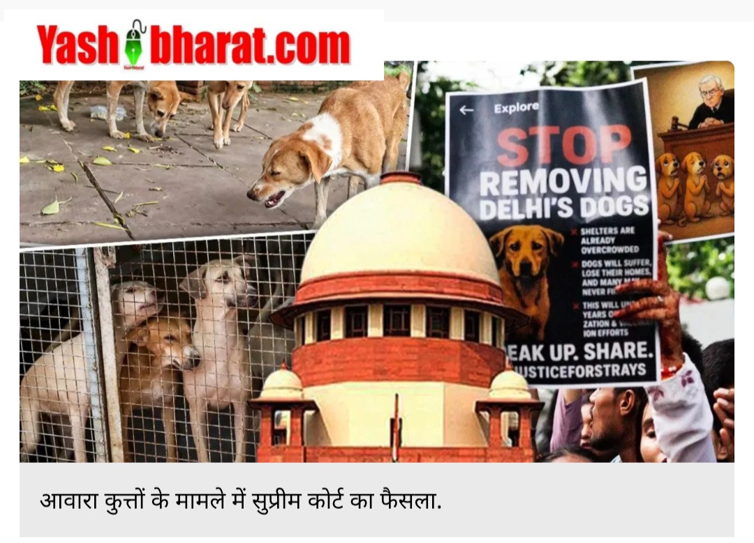 सुप्रीम कोर्ट का बड़ा फैसला: नसबंदी और टीकाकरण के बाद आवारा कुत्ते छोड़े जाएंगे, सार्वजनिक जगह फीडिंग पर रोक 22 Screenshot 20250822 114653 Chrome