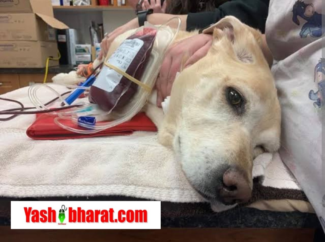भारत में पहली बार जानवरों के लिए बने ब्लड बैंक नियम, अब पालतू भी पाएंगे जीवनरक्षक खून 22 Screenshot 20250826 130824 Chrome