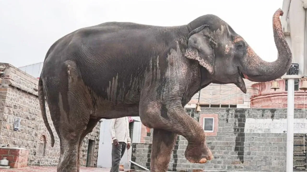 नंदनी मठ को मिल सकती है महादेवी वापस, फडणवीस ने वंतारा से की बात