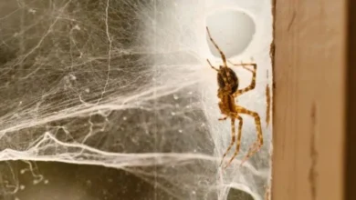 घर में मकड़ी का जाला बार-बार दिख रहा है? इन ट्रिक्स से हमेशा के लिए गायब हो जाएगा