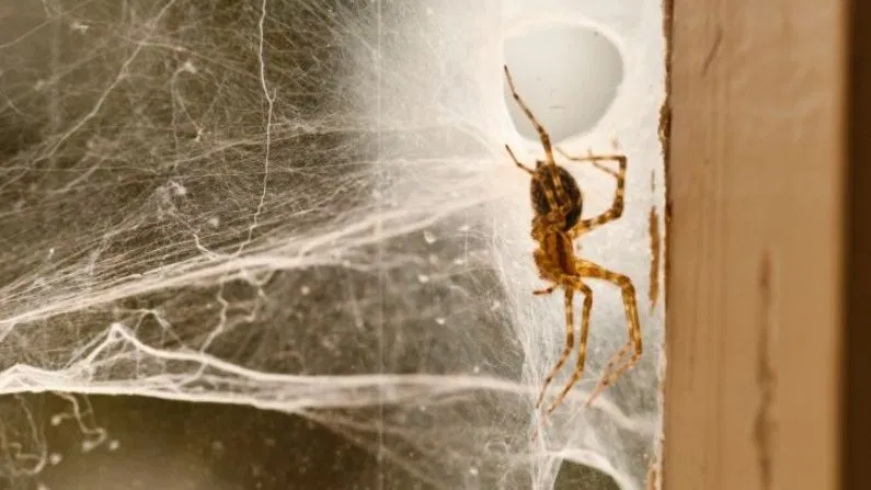 घर में मकड़ी का जाला बार-बार दिख रहा है? इन ट्रिक्स से हमेशा के लिए गायब हो जाएगा