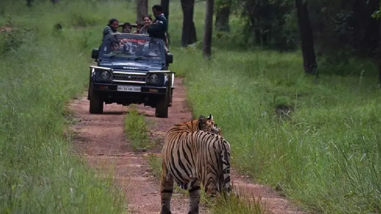 रणथंभौर सफारी में रोमांच से दहशत में बदली सैर, गाइड छोड़ भागा तो बाघों के बीच फंसे पर्यटक