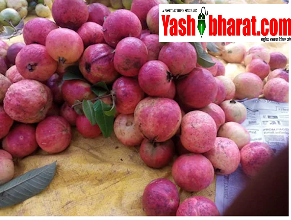 थाई पिंक अमरूद ने इलाहाबादी ‘सुरखा’ को दी चुनौती