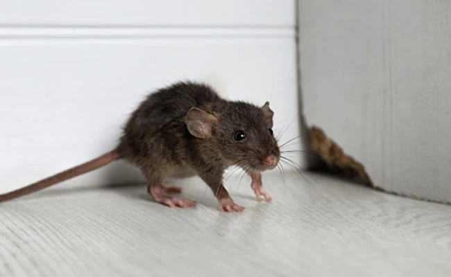 MY Hospital में अधिकारी जांच कर रहे थे, हॉस्पिटल इंस्पेक्शन बना कॉमेडी सीन-चूहे के पीछे पूरा स्टाफ