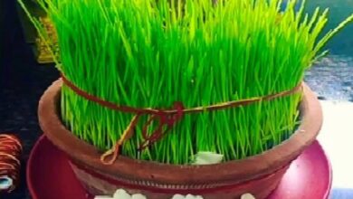 Shardiya Navratri: लहलहा उठेंगे जौ, जानें बोने और संवारने के तरीके