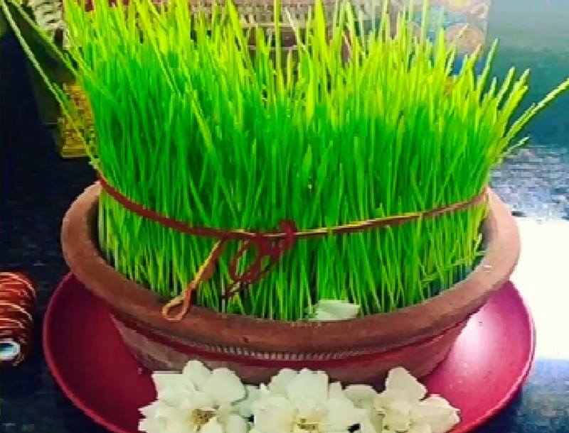 Shardiya Navratri: लहलहा उठेंगे जौ, जानें बोने और संवारने के तरीके