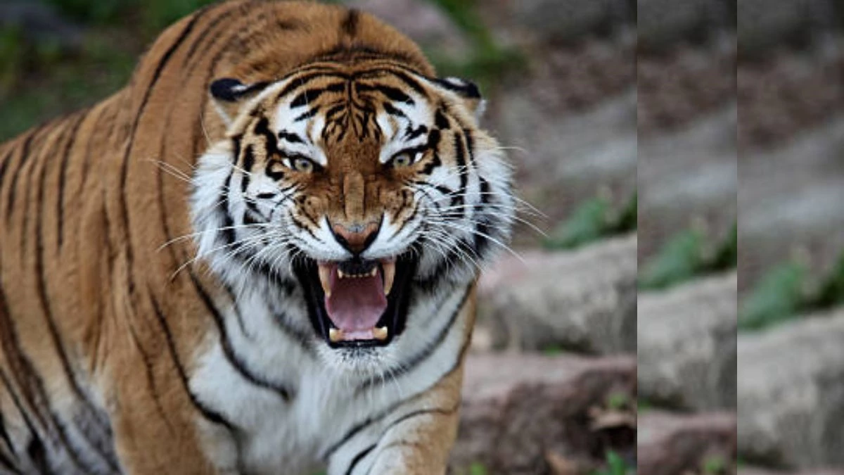 bandhavgarh tiger