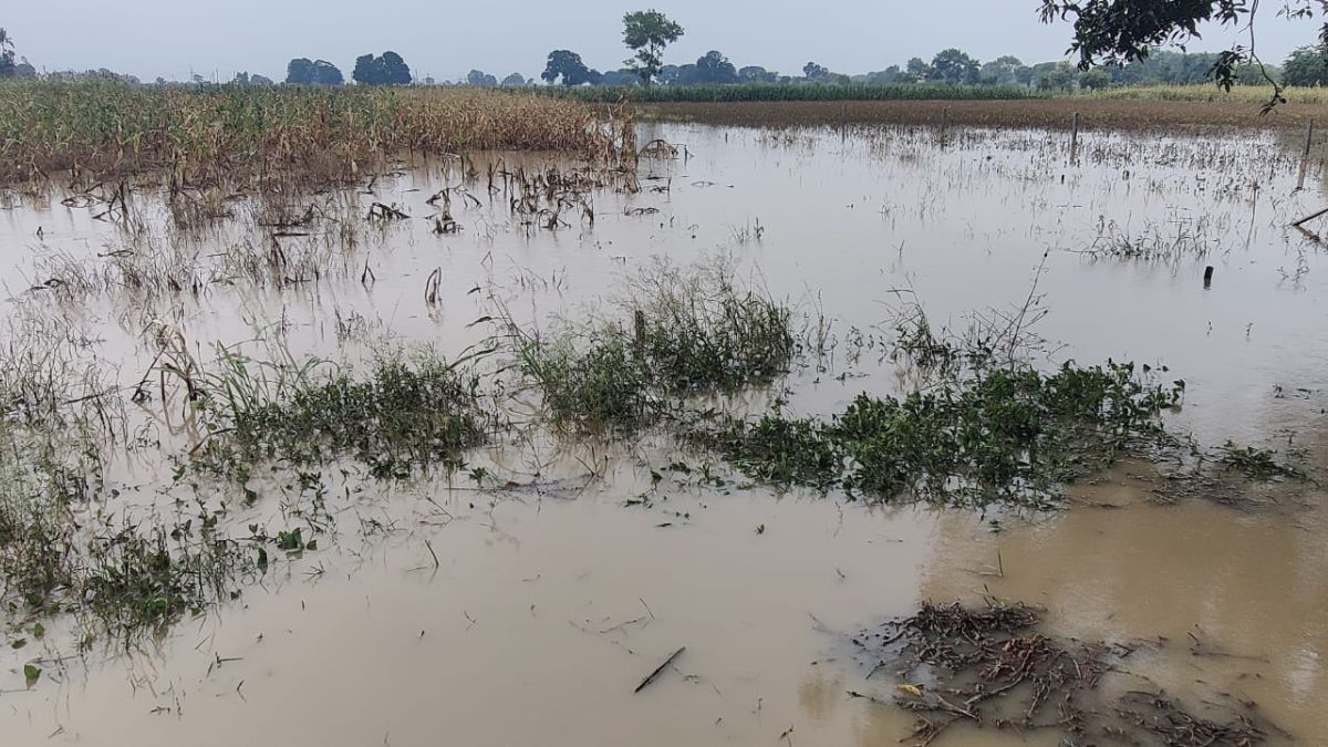 24 घंटे की बारिश से तबाही: नालछा-बाछनपुर में सड़कें लबालब, खेत जलमग्न, किसान परेशान
