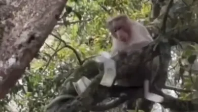 बंदर बना करोड़पति? पेड़ पर चढ़कर उड़ाए 500-500 के नोट, भीड़ में मची नोट लूट