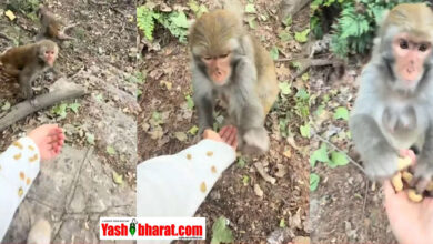 Trending Reel: लड़की ने बंदरों के साथ किया सोशल एक्सपेरिमेंट, लोगों के होश उड़ गए