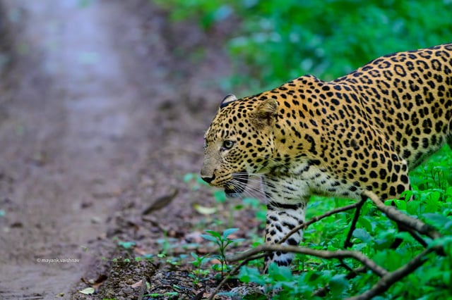 spotting a leopard particularly where tigers are common is v0