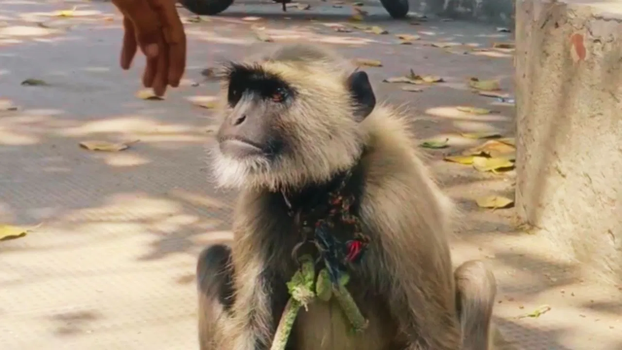bandaar langoor golu aligarh