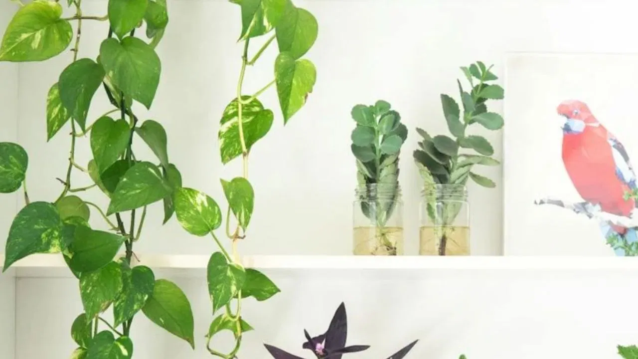 Money Plant Vastu Tips: गलत दिशा में रखा मनी प्लांट दे सकता है नुकसान, जानें सही दिशा और नियम