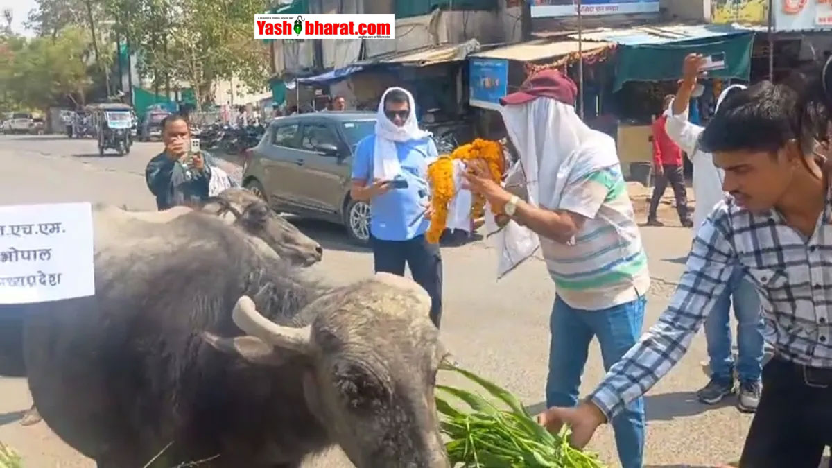 दमोह में संविदा स्वास्थ्य कर्मियों का अनोखा प्रदर्शन, सड़क पर 'भैंस के आगे बजाई बीन'; सरकार को जगाने के लिए अपनाया यह तरीका
