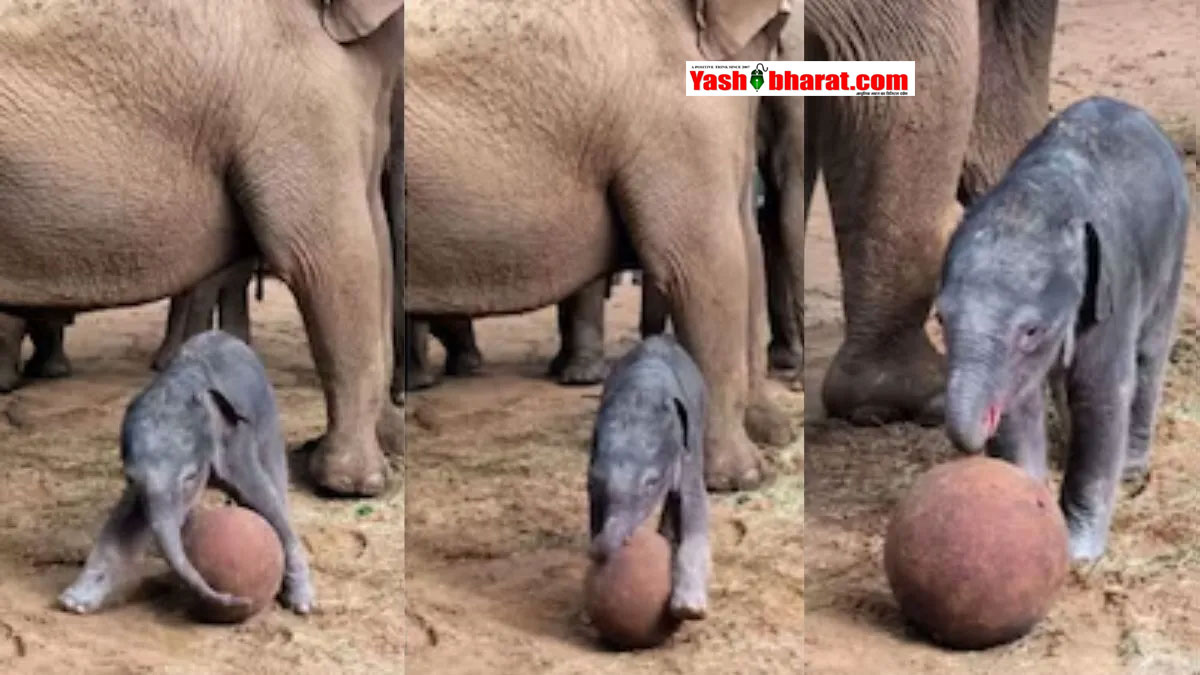 Cute Baby Elephant Video: ब्रिटेन के जू में फुटबॉल खेलता दिखा 2 दिन का हाथी का बच्चा; गजब की ड्रिबलिंग देख फैंस बोले- 'ये तो मेसी-रोनाल्डो का भी गुरु है