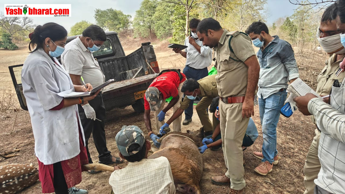 कटनी में बड़ा वन्यजीव हादसा: 13 चीतल और 2 सांभर की अचानक मौत से हड़कंप; पोस्टमार्टम के बाद लैब भेजे गए सैंपल्स